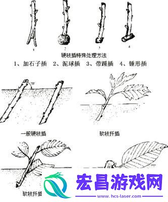 欧式72种插花诡计