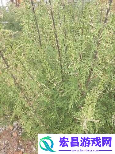 一杆大枪草全家的那些事儿