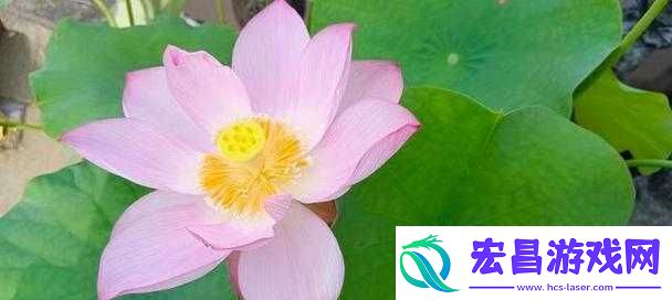 女性半夜莲花开放会自愈吗