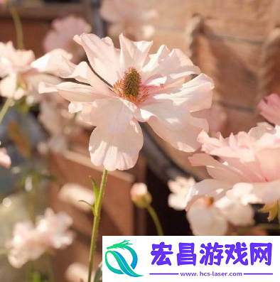 2020只剩二个月致自己的心情说日子晃晃悠悠又一年