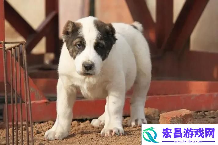 咳咳来啦！中亚犬种让你惊讶的新星登场！