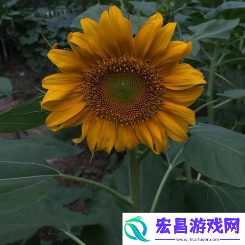 嘿