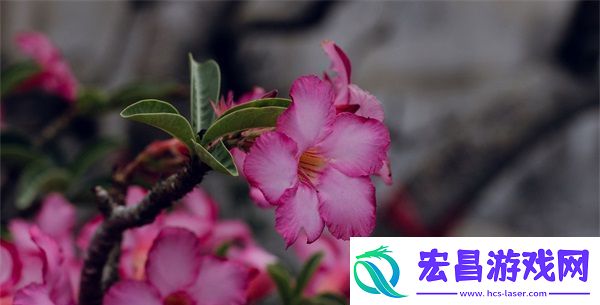 可以直接进入的站的代码