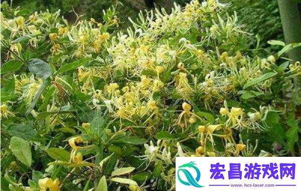 双管齐下TXL金银花怎么使用