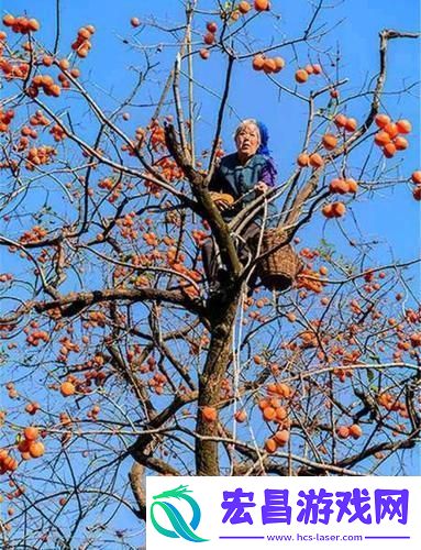 “老农的超凡果儿