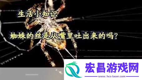 蜘蛛丝是从蜘蛛的纺器中吐出来的