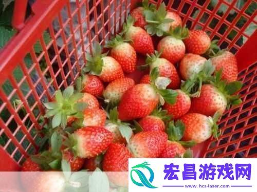 蜜丝婷大草莓和小草莓对比