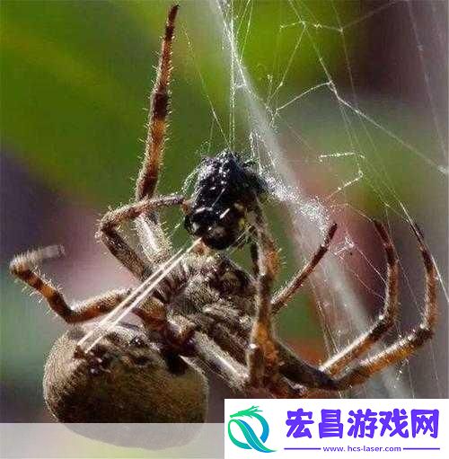 蜘蛛丝是从蜘蛛的纺器中吐出来的