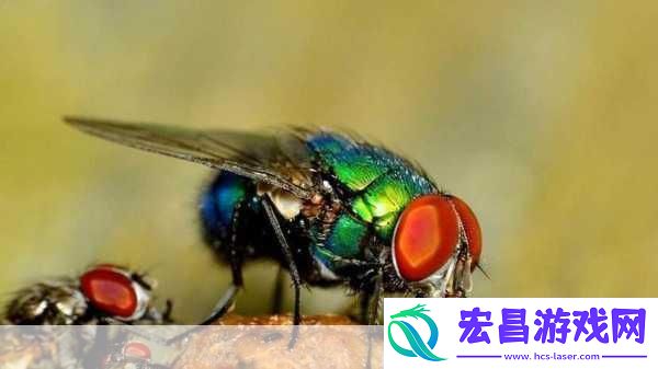 苍蝇停下来的时候总喜欢不停地搓手搓脚是在做什么