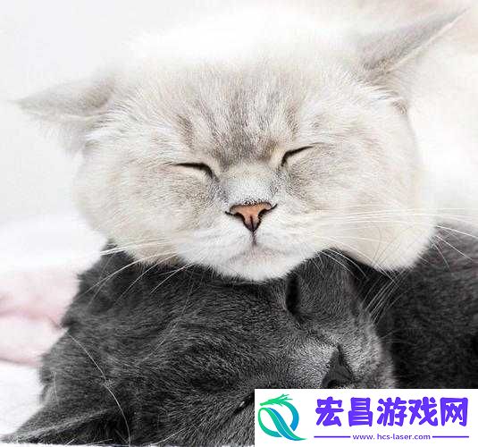 白猫落水