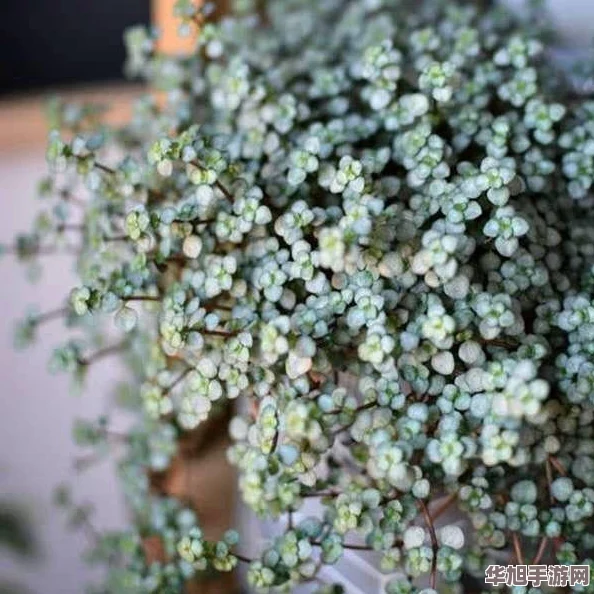 扦插BB有什么好处提升植物生长速度与繁殖效率的秘密大公开！