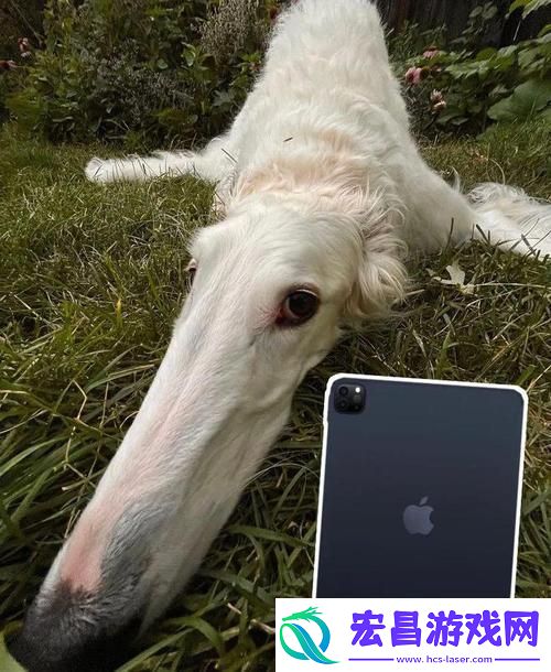 “俄式Zoom犬”