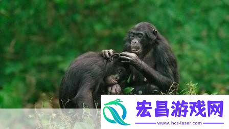 人马畜禽纪录片免费