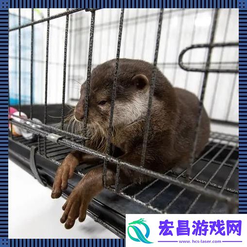 养宠新潮流