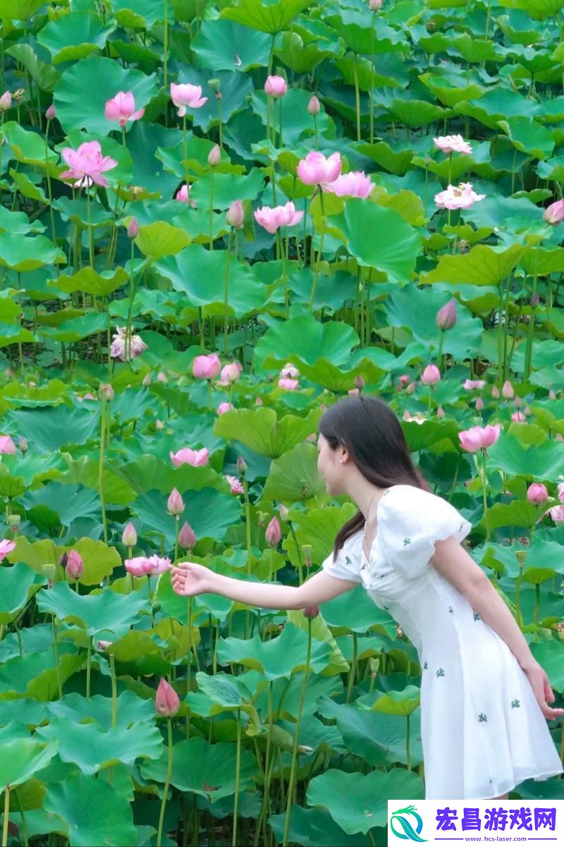荷塘奇观