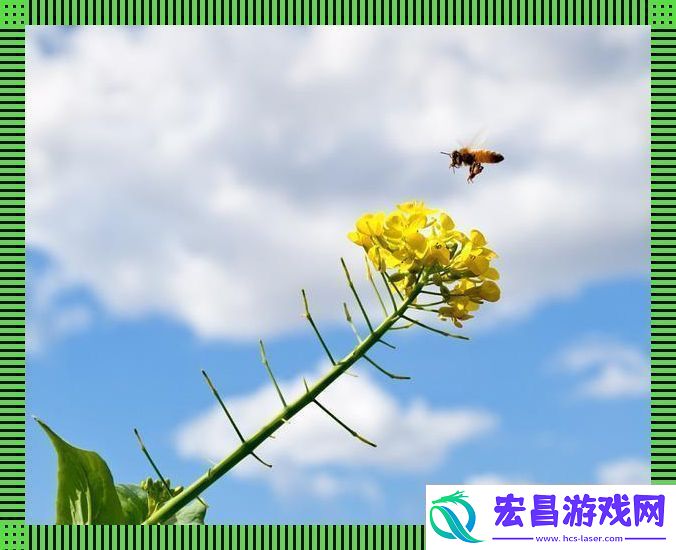 蜜蜂云