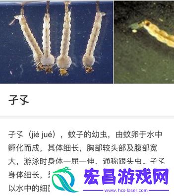 子孓是哪种动物的幼虫