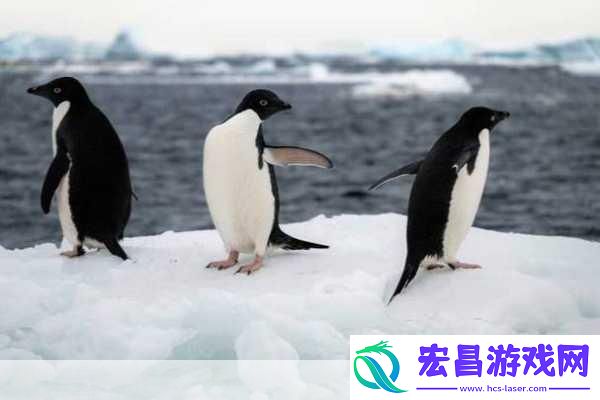 企鹅的翅膀是用来干什么的