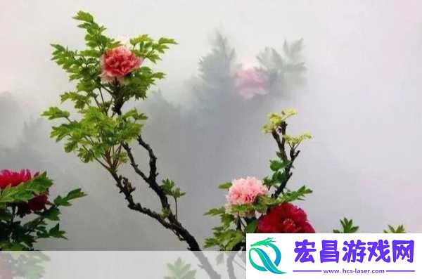 探秘牡丹仙境