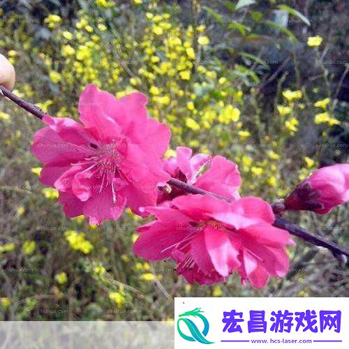 樱花草