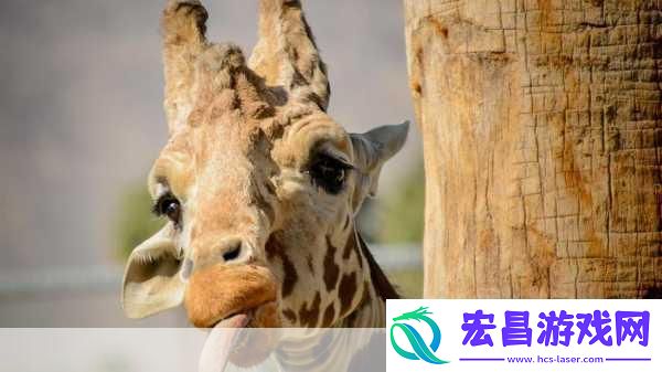 长颈鹿每天的睡眠时间大约是几小时