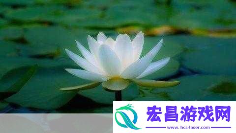 女人晚上莲花开的害处