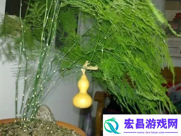 老农夫3121lf粗枝剪评测