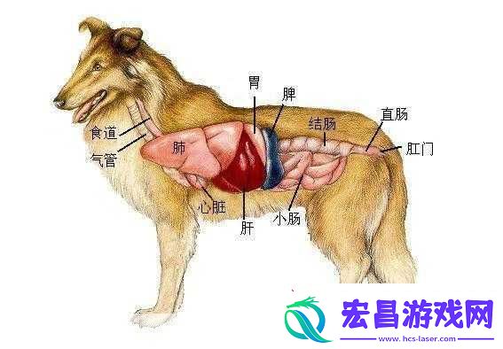 人狗胶配方大全免费天
