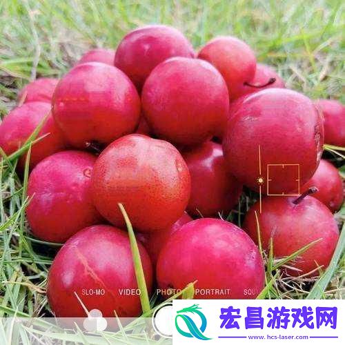 草莓樱桃丝瓜绿秋葵榴莲大全