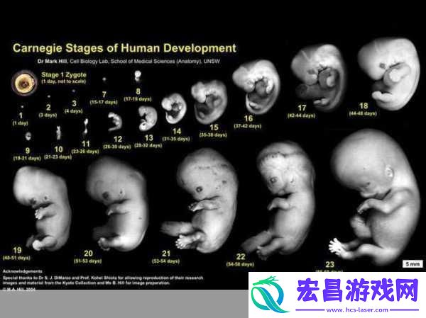 双腿间硬硬的胎头湿漉漉的挤出来的情况如何应对1.如何应对胎头挤出时的紧急情况