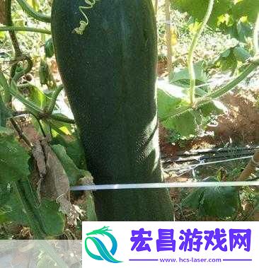 黑瓜料