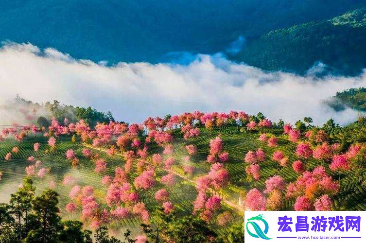 我们换个地方做樱花