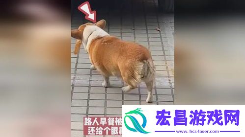 叼人现象探秘