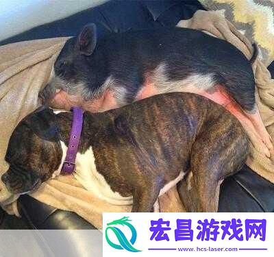 人or猪or狗热度超高