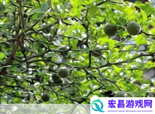 积枳桶积枳免费大全