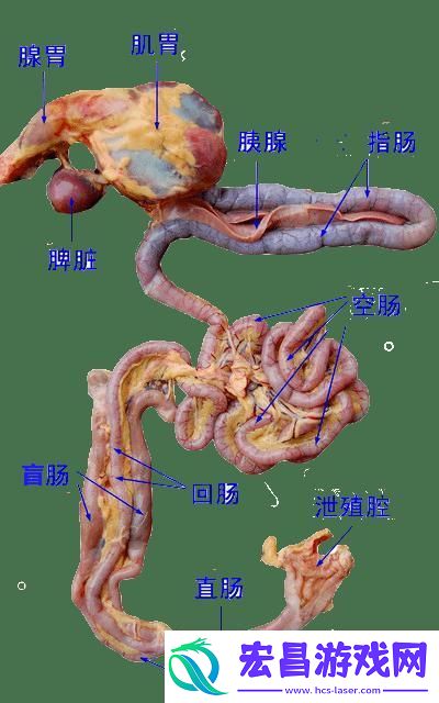 狂野鸡场