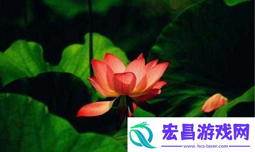 女性半夜莲花开放的治疗方法