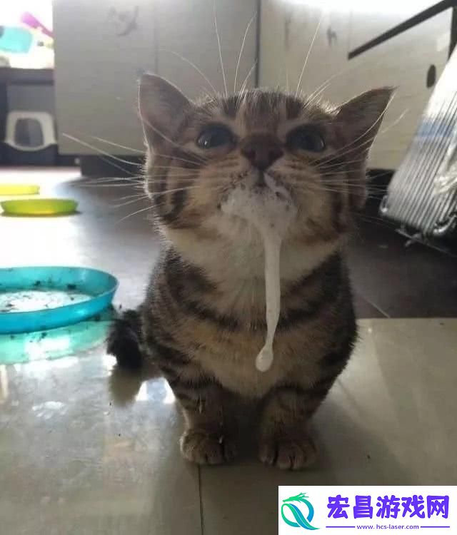 猫咪「吧唧嘴」奇遇记