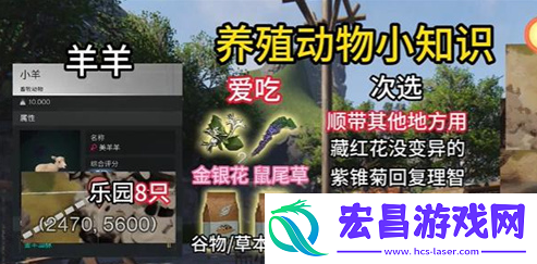 七日世界动物养什么好