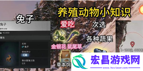 七日世界动物养什么好