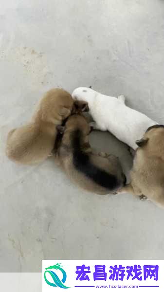 狗的基因组大小