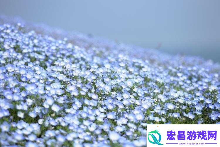 俄罗斯学院满天星