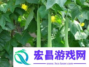 一家六口扫墓后误食致命毒草