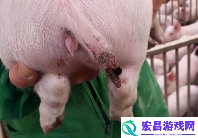 钻猪传奇