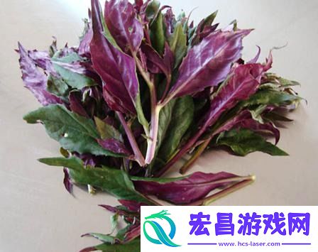 一家六口扫墓后误食致命毒草
