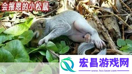 松鼠遇到枪下载