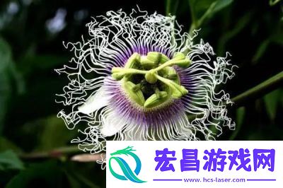 肉莲花吸入金刚杵会怎么样