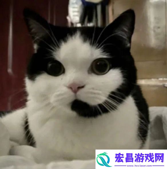 黑客为什么看不懂我的密码
