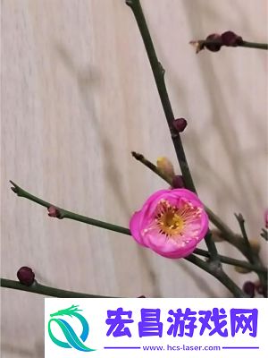 金花瓶楷梅花2