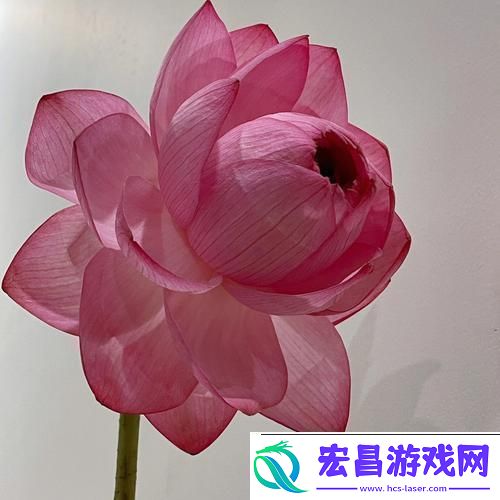 女人千层莲花激活后